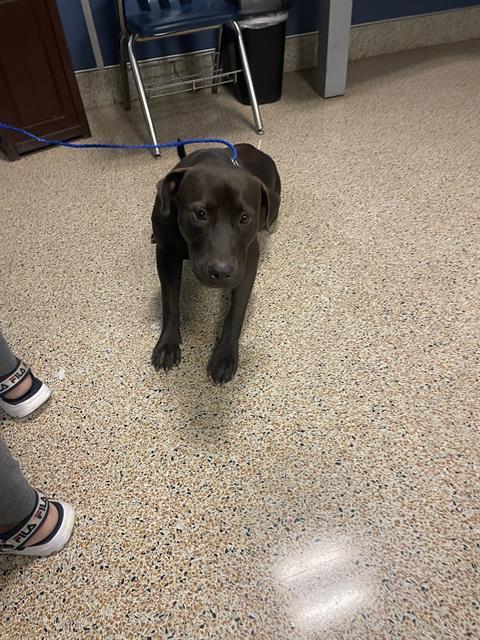 RIVERS, Adoptable, Adult Male Labrador Retriever.