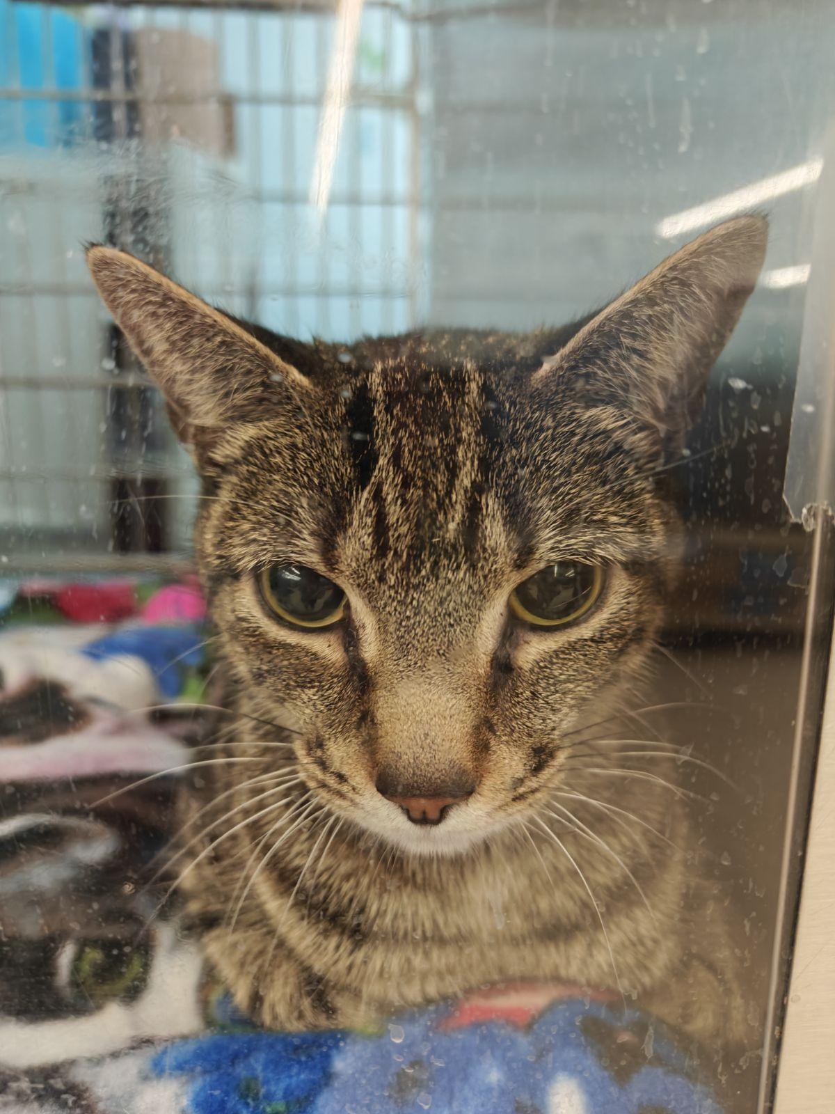 Enlarge Scarlett, an adopted Domestic Short Hair in Cambridge, MA image 3/3