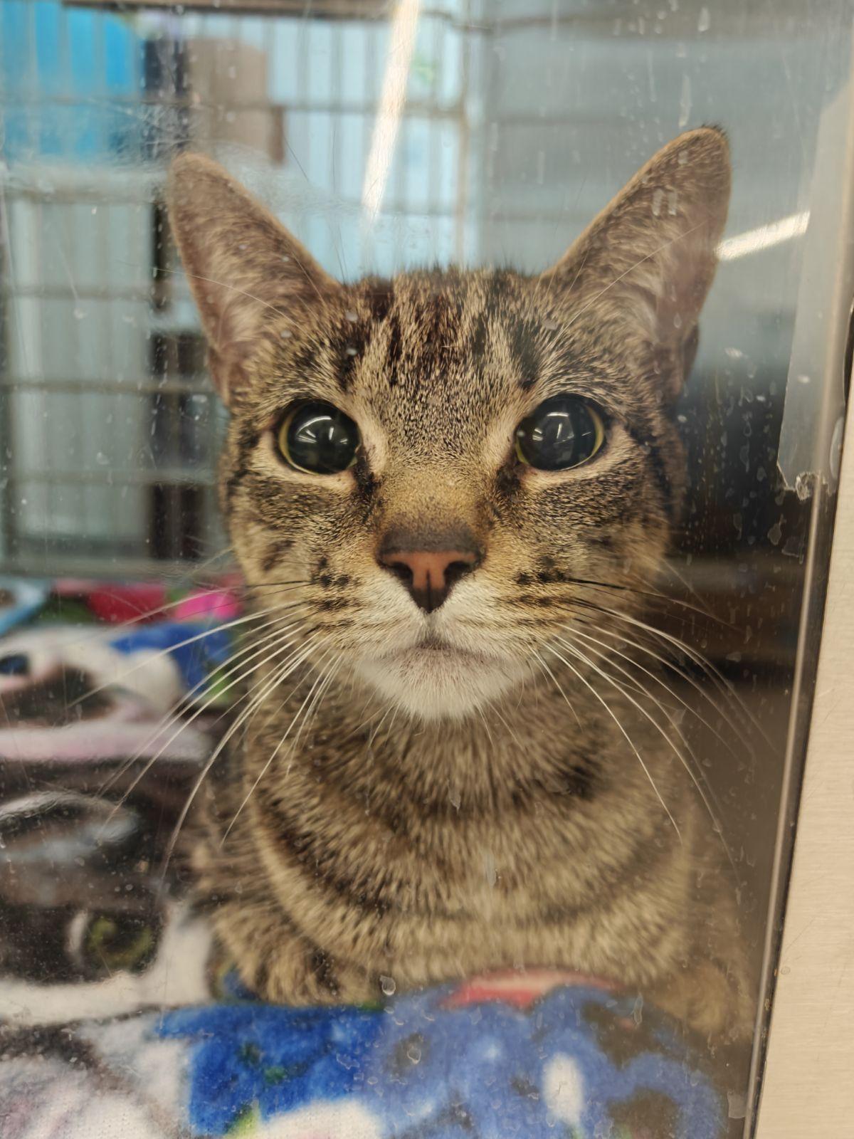 Enlarge Scarlett, an adopted Domestic Short Hair in Cambridge, MA image 2/3