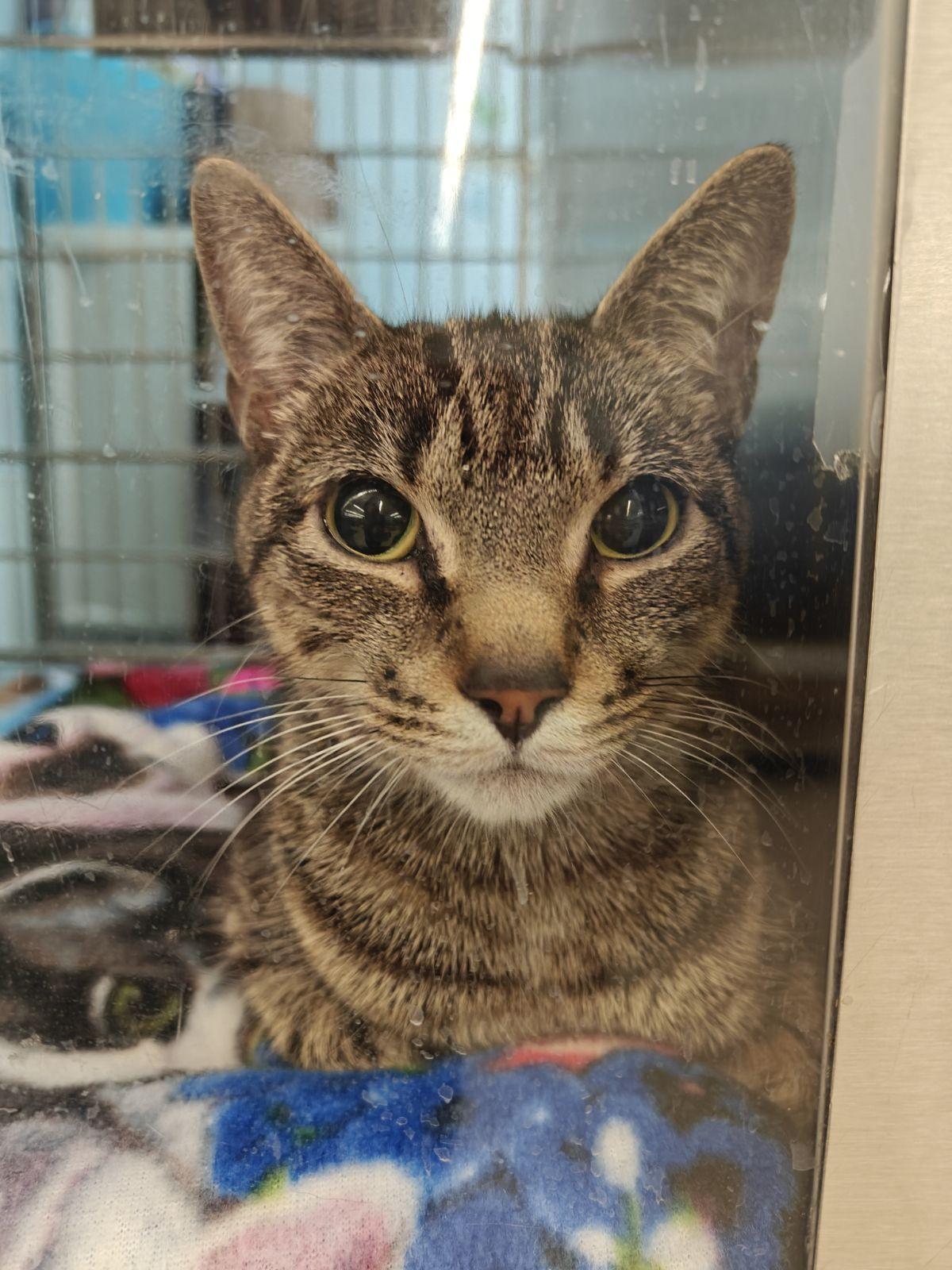 Enlarge Scarlett, an adopted Domestic Short Hair in Cambridge, MA image 1/3