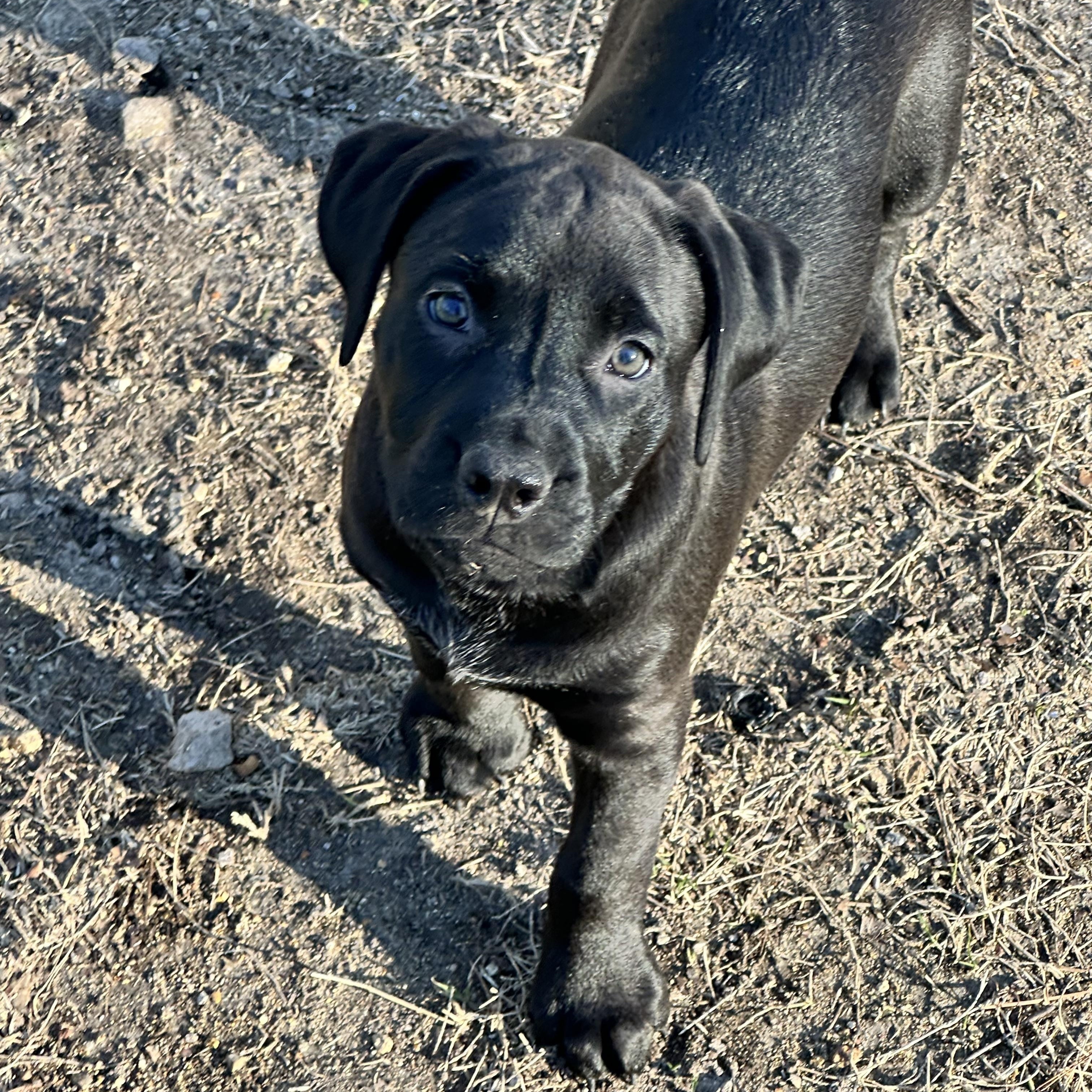 Enlarge Lucy, a Adoptable mixed breed in Nashua, NH image 5/6