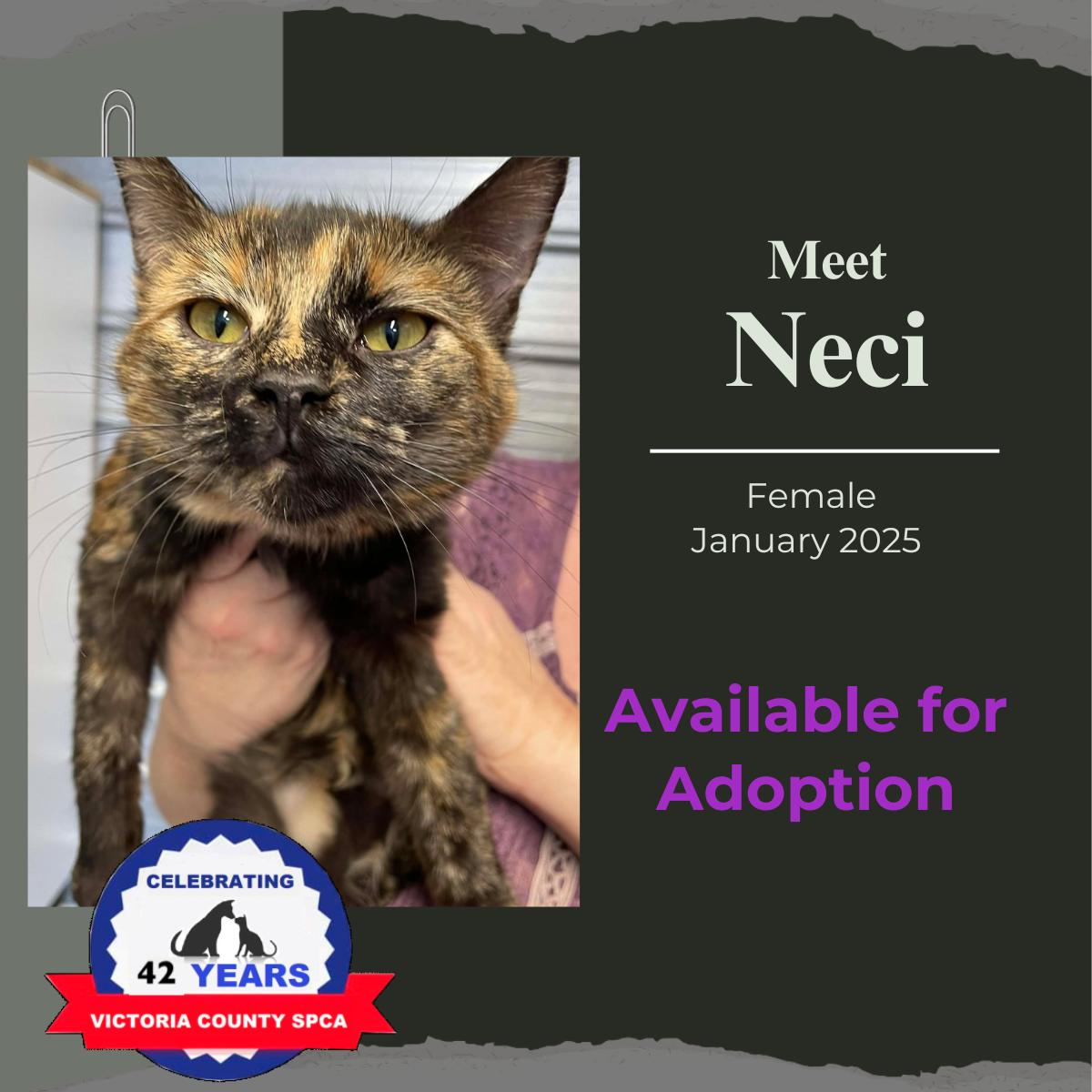 Neci, ADOPTABLE, Adult Female Domestic Short Hair.