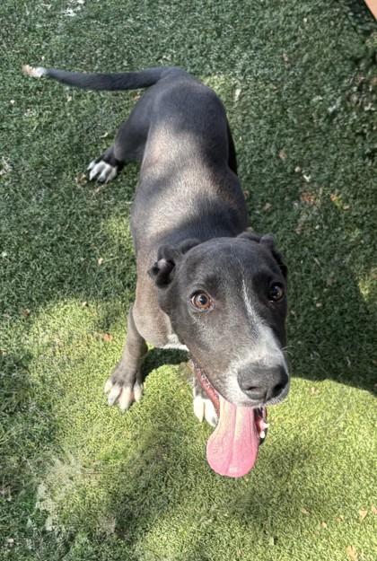 Enlarge Jacob, a ADOPTABLE mixed breed in Red Bluff, CA image 2/3