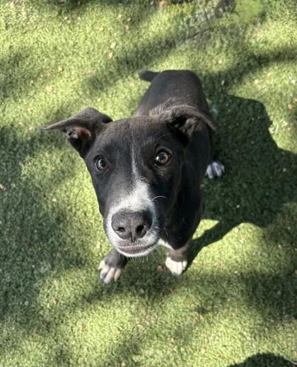 Jacob, ADOPTABLE, Puppy Male Shepherd.