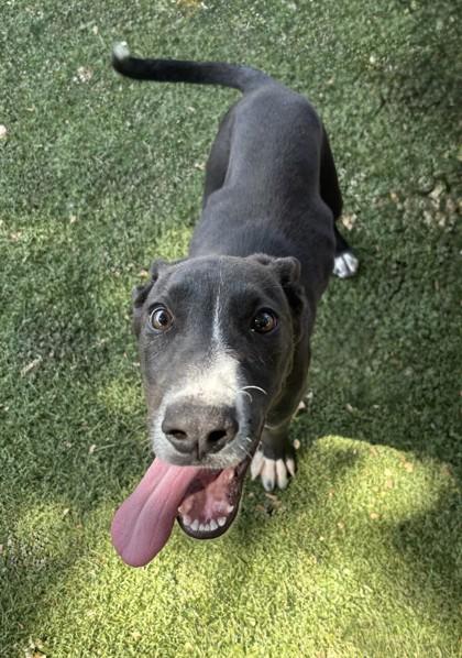 Enlarge Jacob, a ADOPTABLE mixed breed in Red Bluff, CA image 3/3