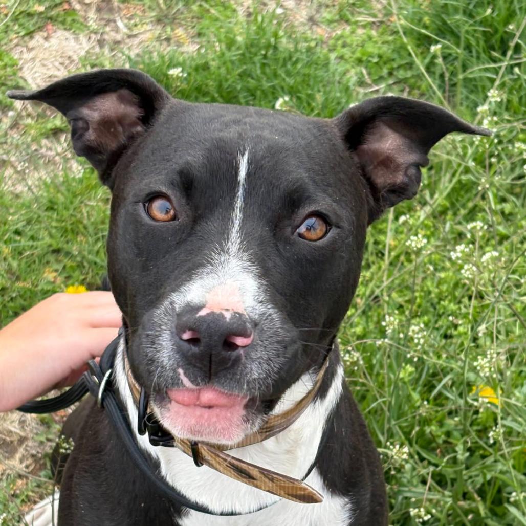 Danny, Adoptable, Young Male Pit Bull Terrier & Mixed Breed.