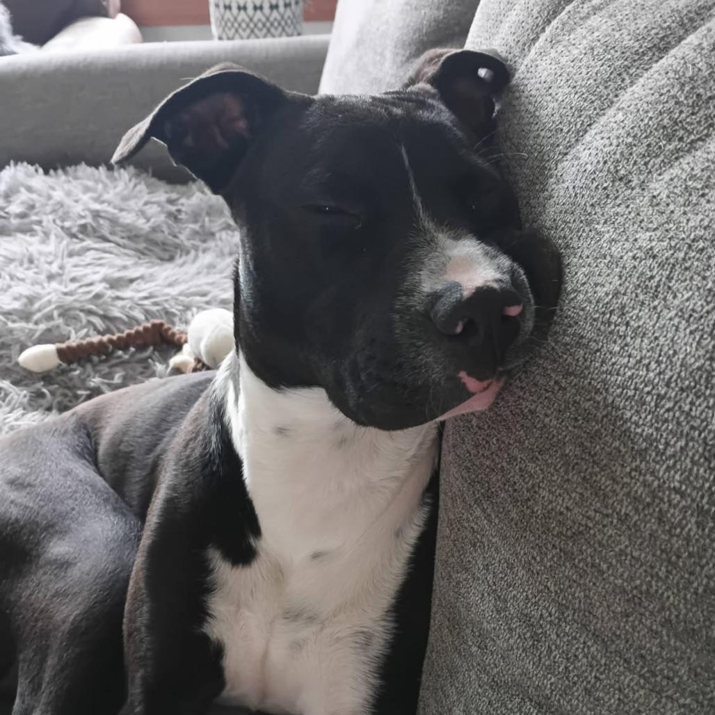 Enlarge Danny, a Adoptable mixed breed in Joliet, IL image 2/3