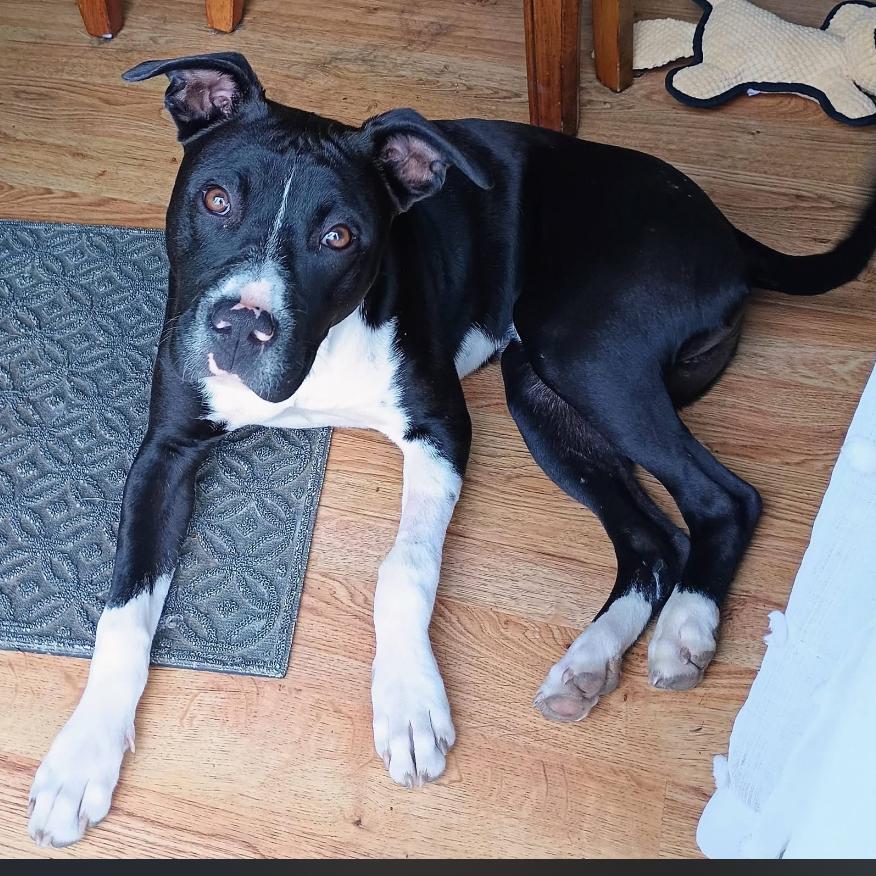 Enlarge Danny, a Adoptable mixed breed in Joliet, IL image 3/3