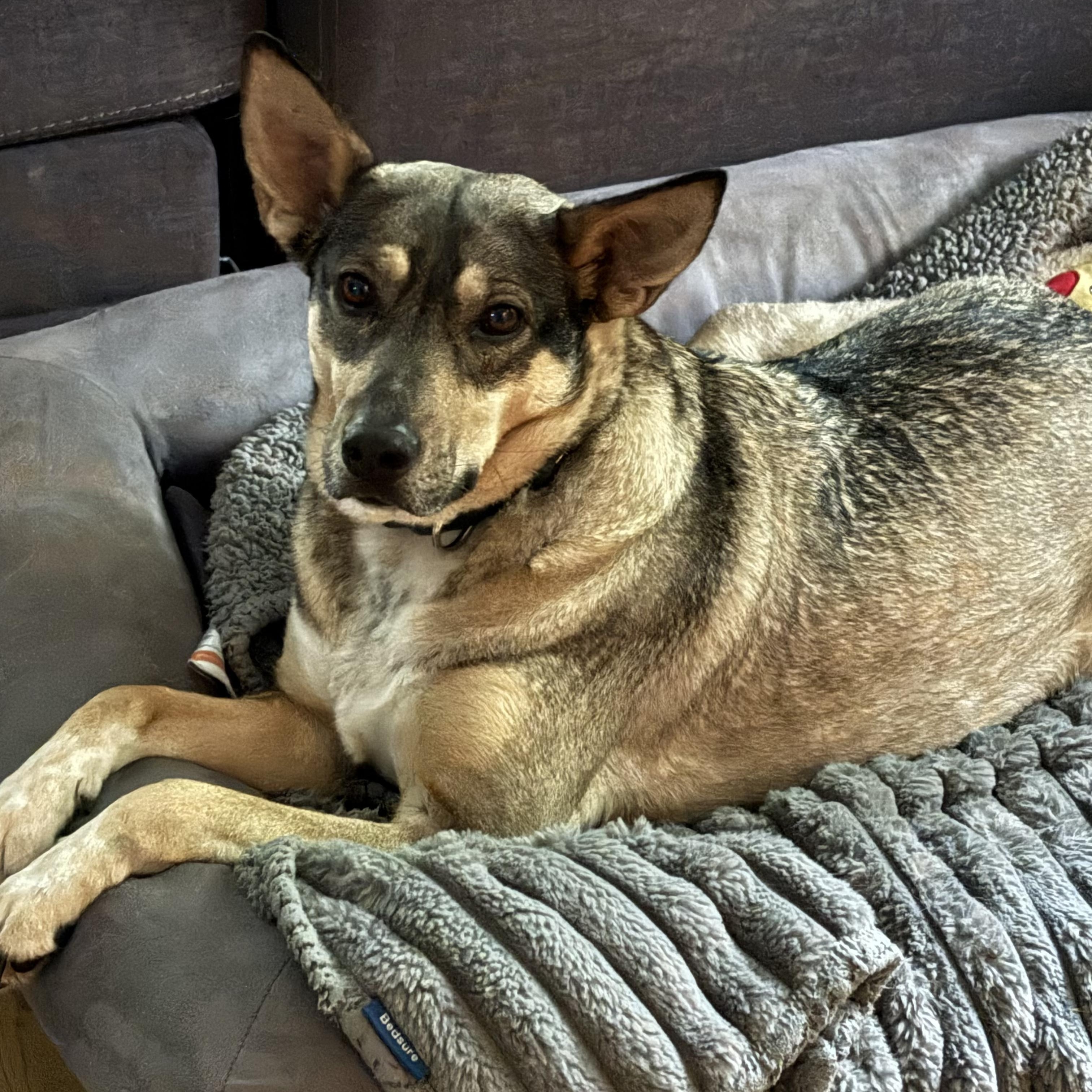 Trinity, Adoptable, Adult Female German Shepherd Dog.