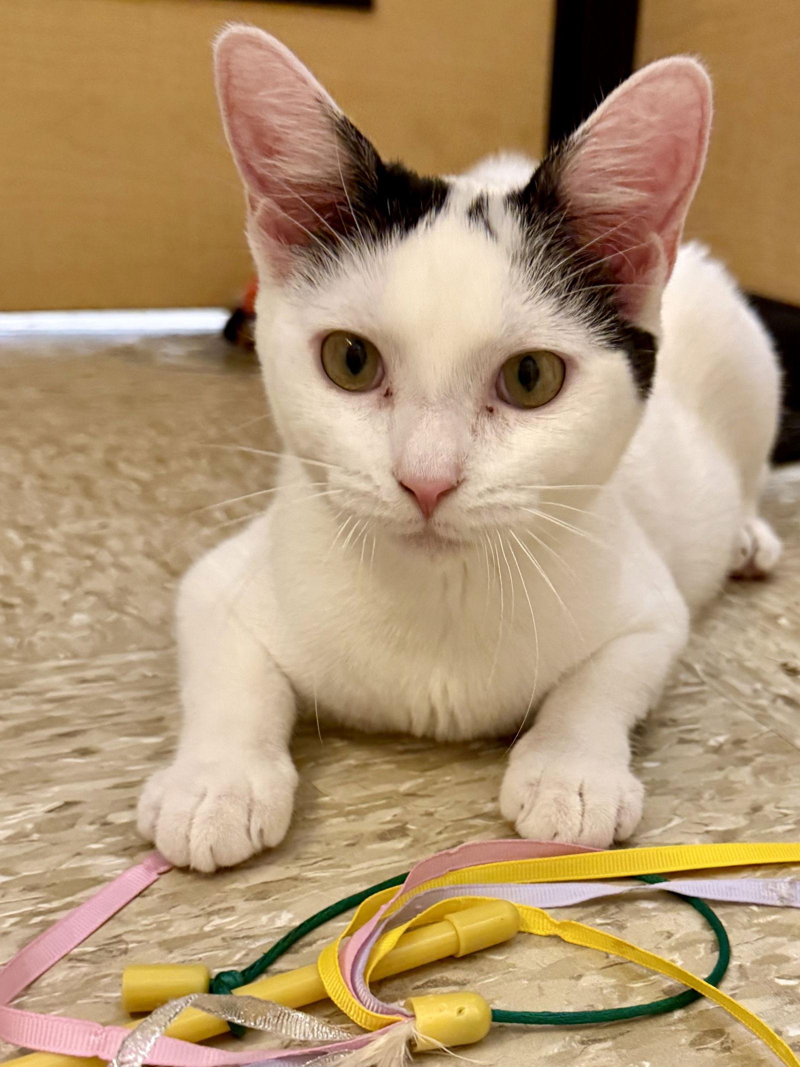 Enlarge Fusion 7.14.25, a Adoptable Domestic Short Hair in Apopka, FL image 1/3