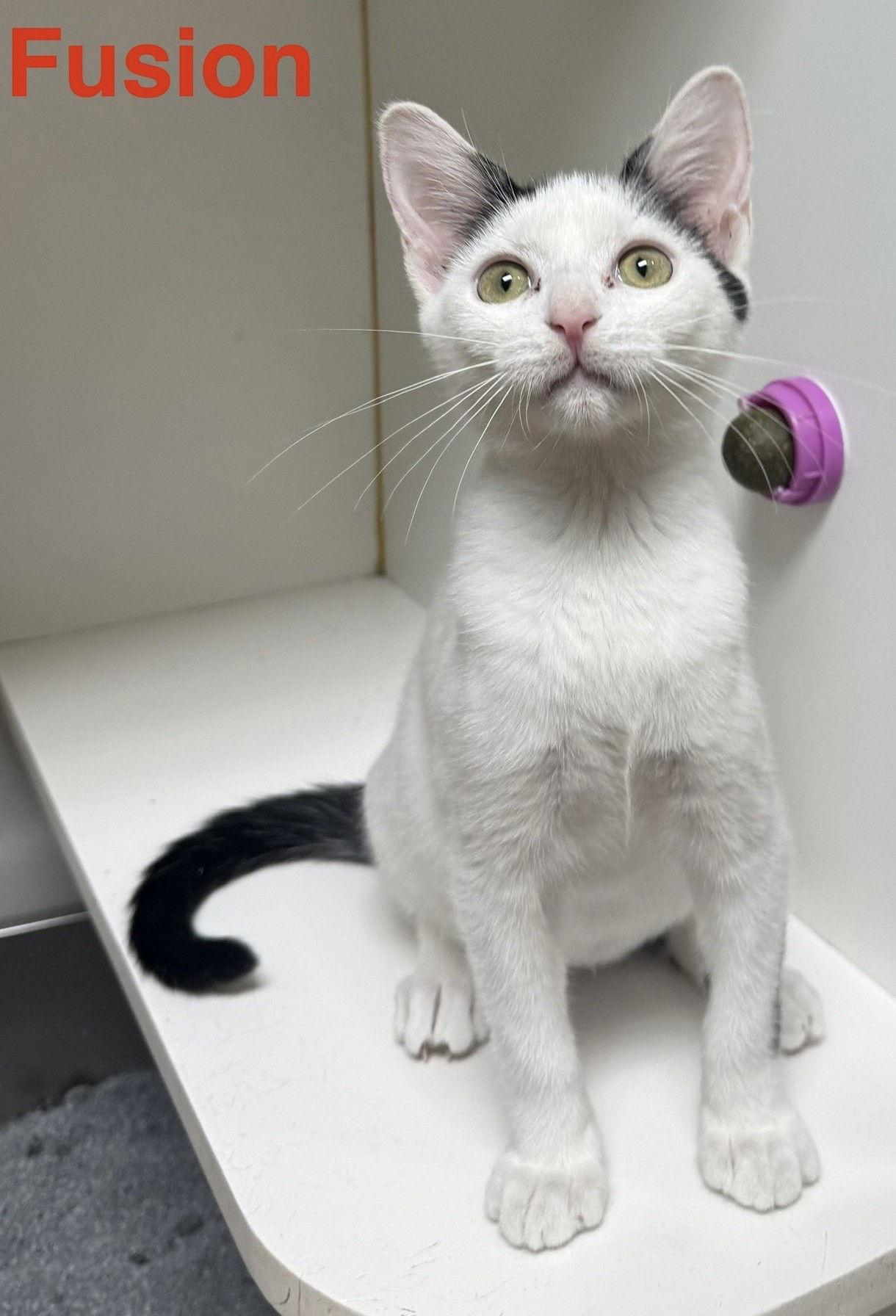 Fusion 7.14.25, Adoptable, Kitten Female Domestic Short Hair.