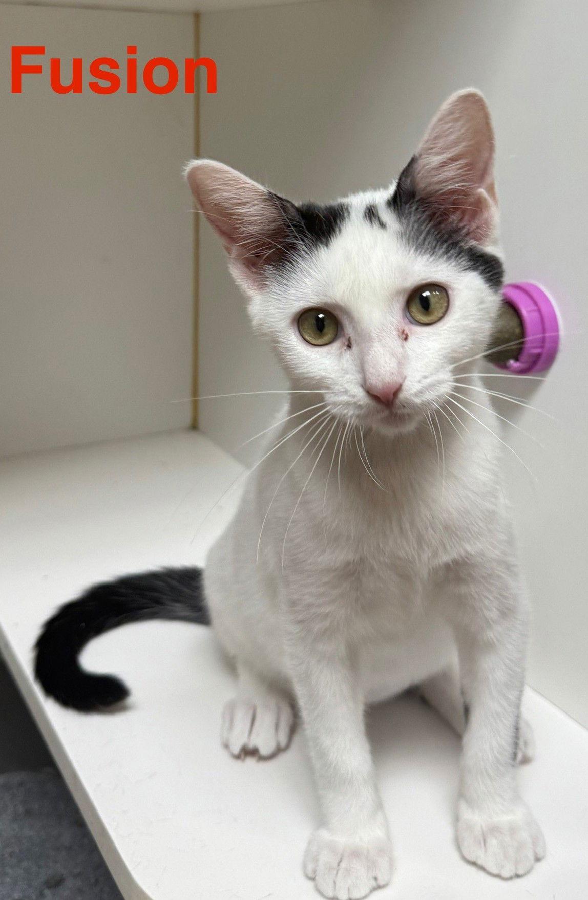 Enlarge Fusion 7.14.25, a Adoptable Domestic Short Hair in Apopka, FL image 2/2