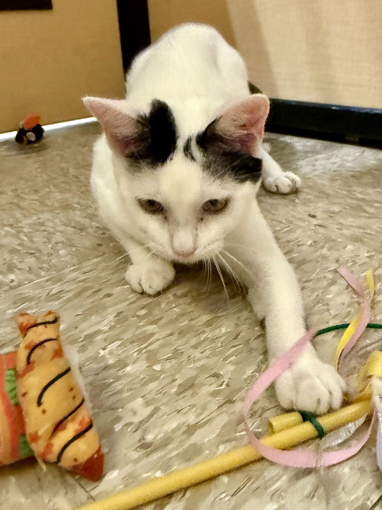 Enlarge Fusion 7.14.25, a Adoptable Domestic Short Hair in Apopka, FL image 2/3