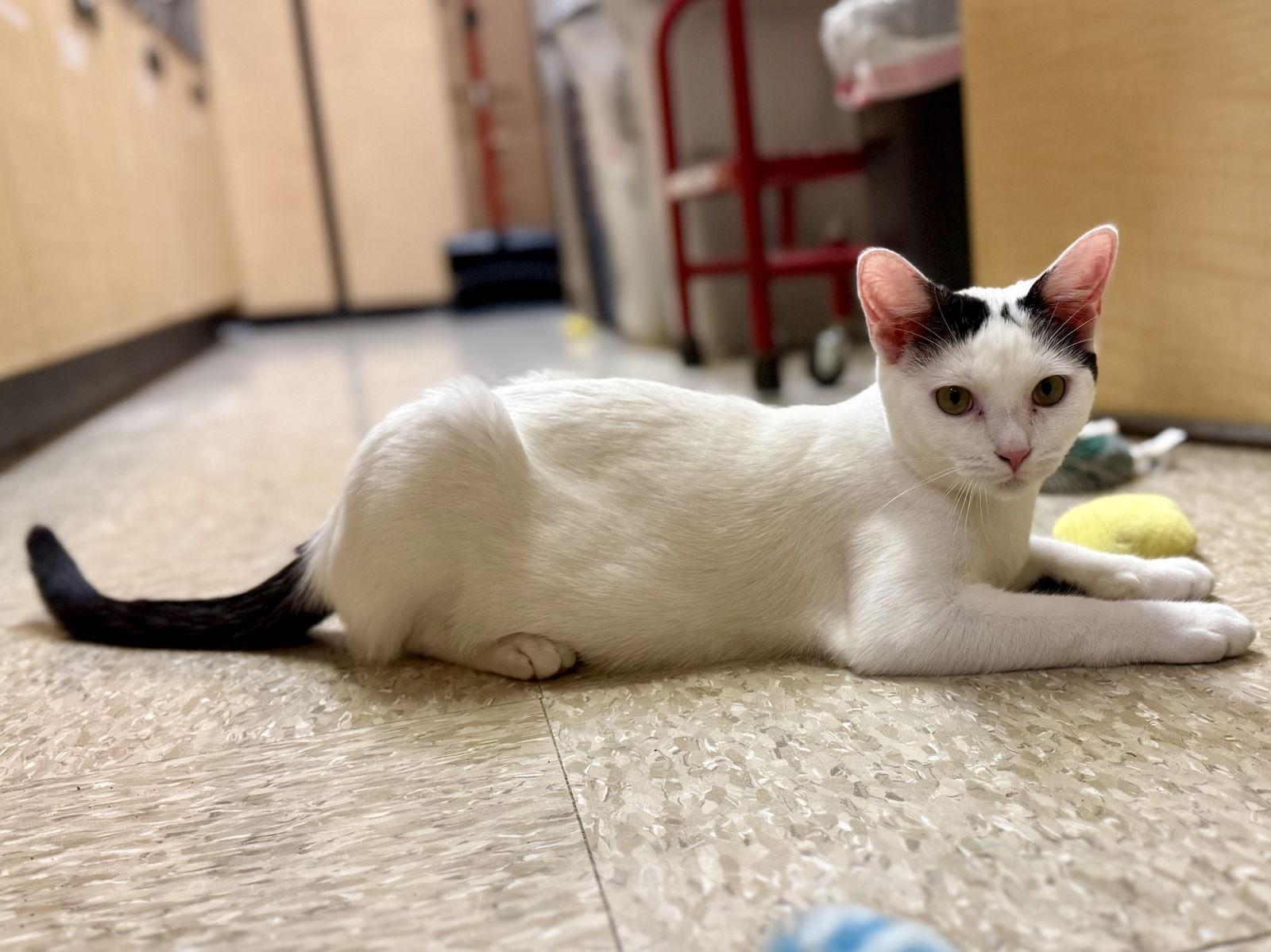 Enlarge Fusion 7.14.25, a Adoptable Domestic Short Hair in Apopka, FL image 3/3