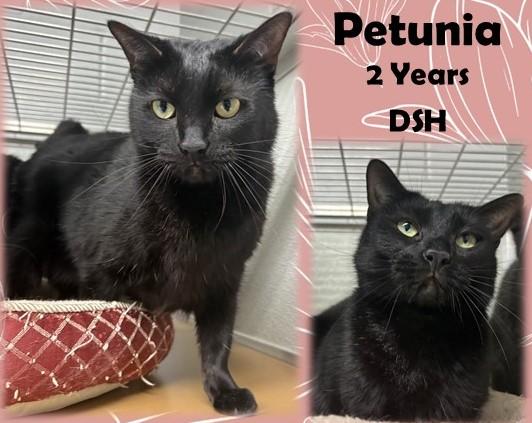 Petunia, ADOPTABLE, Adult Female Domestic Short Hair.