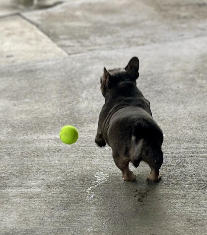 Gigi, a Adoptable French Bulldog in El Segundo, CA image 3/6