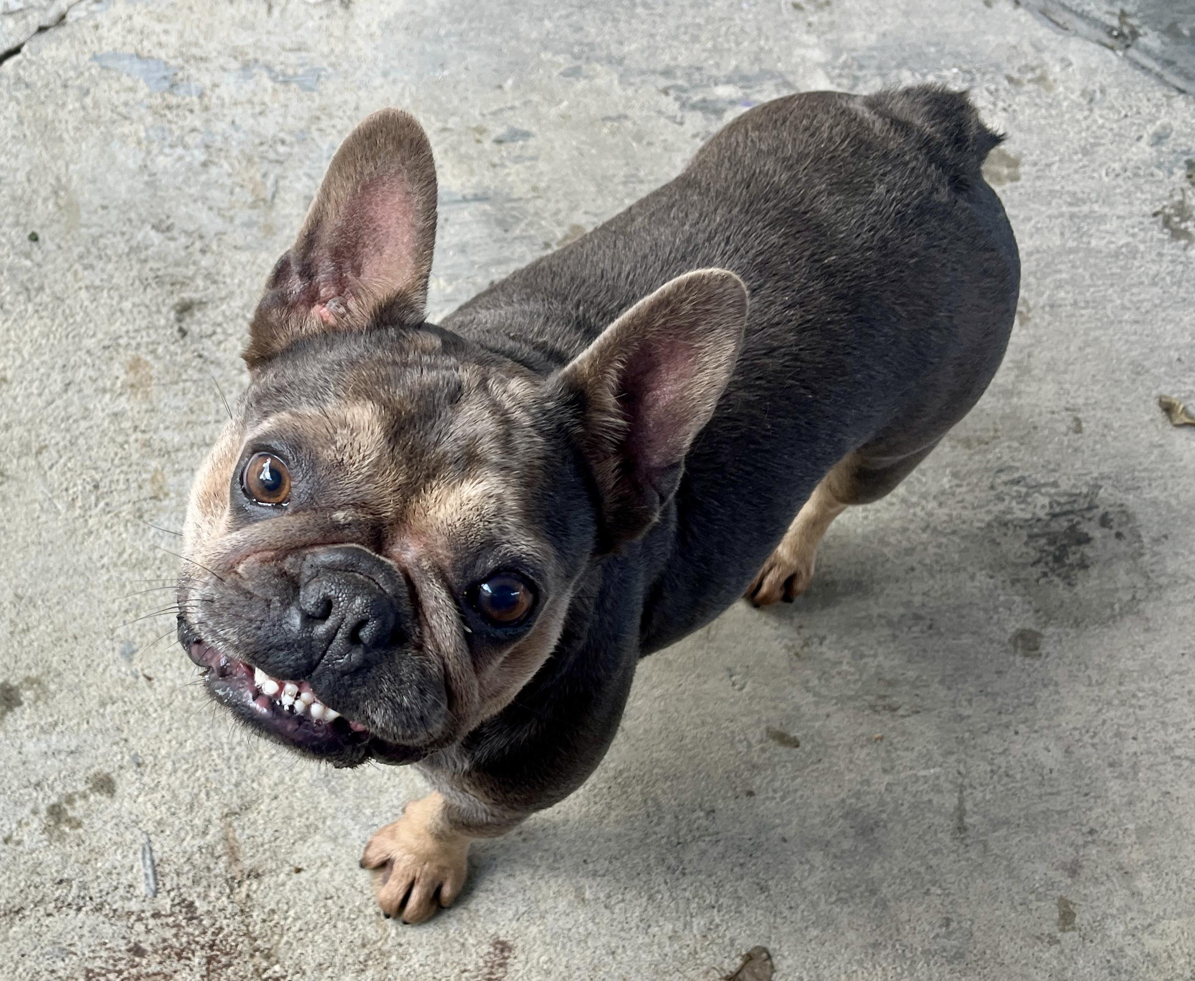 Gigi, a Adoptable French Bulldog in El Segundo, CA image 6/6