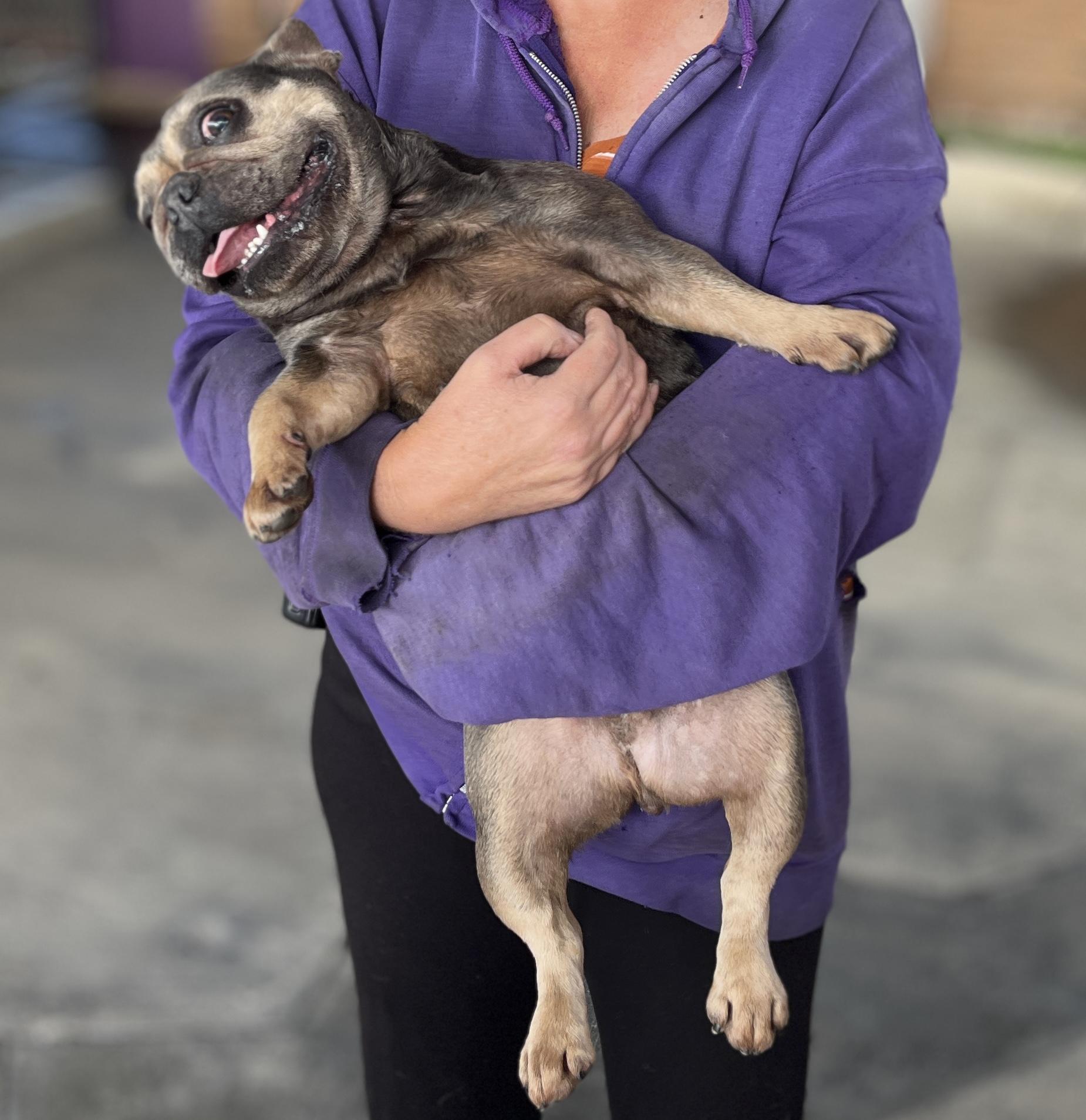 Gigi, a Adoptable French Bulldog in El Segundo, CA image 4/6
