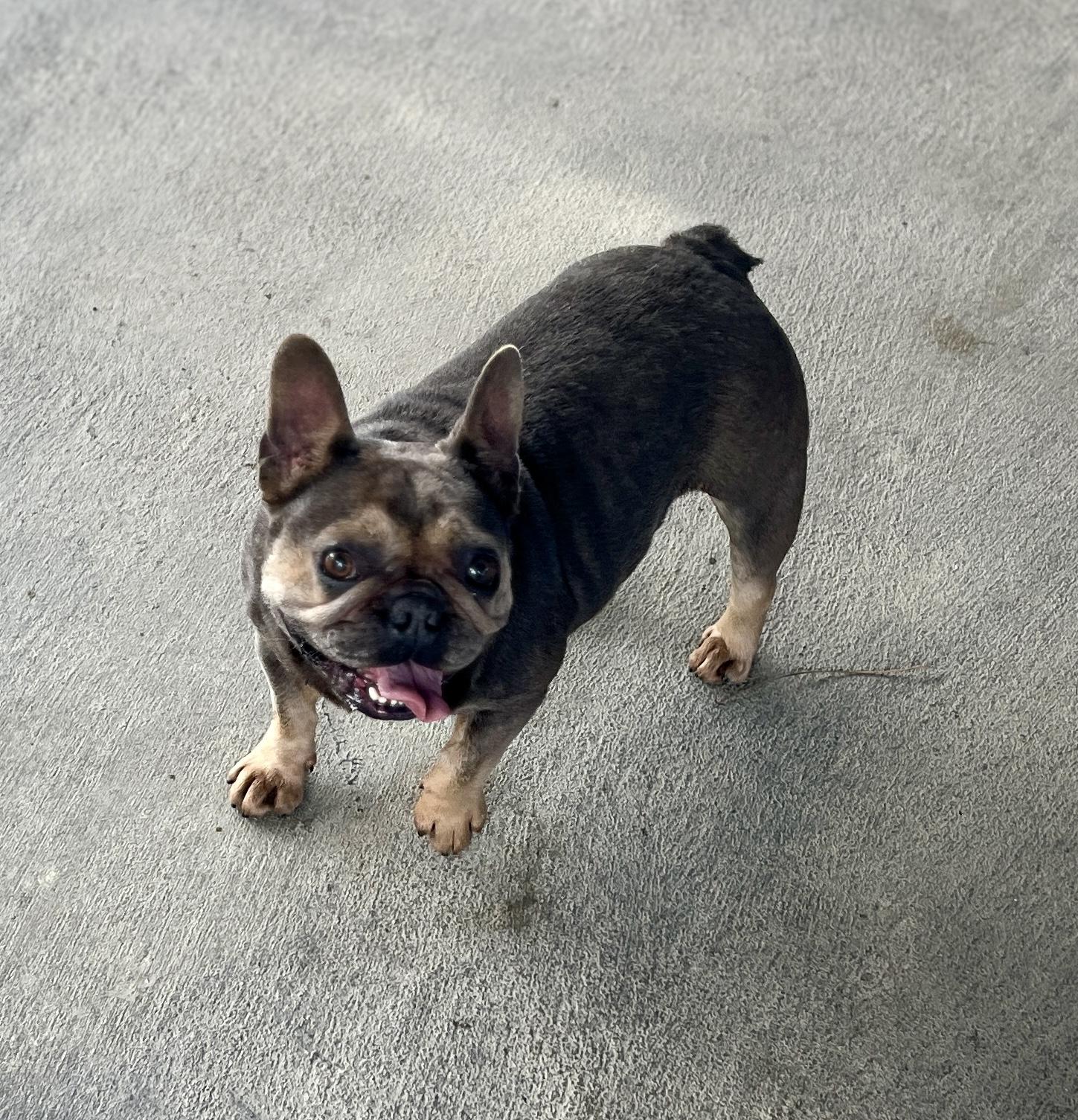 Gigi, a Adoptable French Bulldog in El Segundo, CA image 2/6