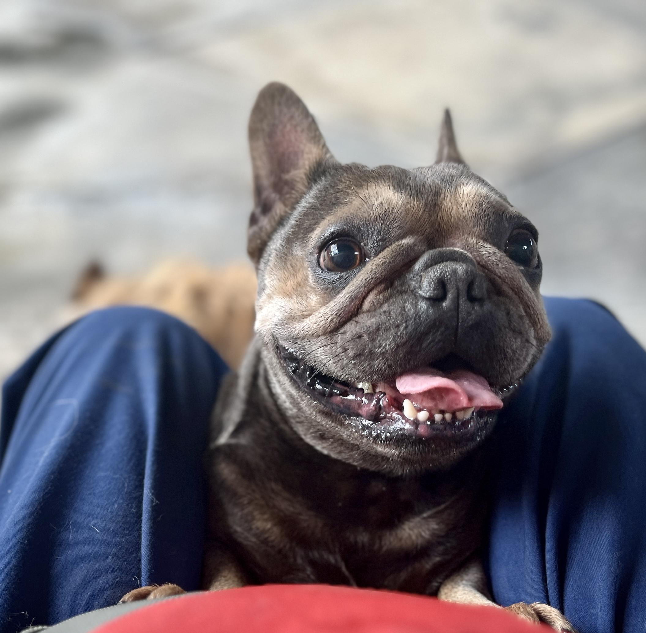 Gigi, a Adoptable French Bulldog in El Segundo, CA image 5/6