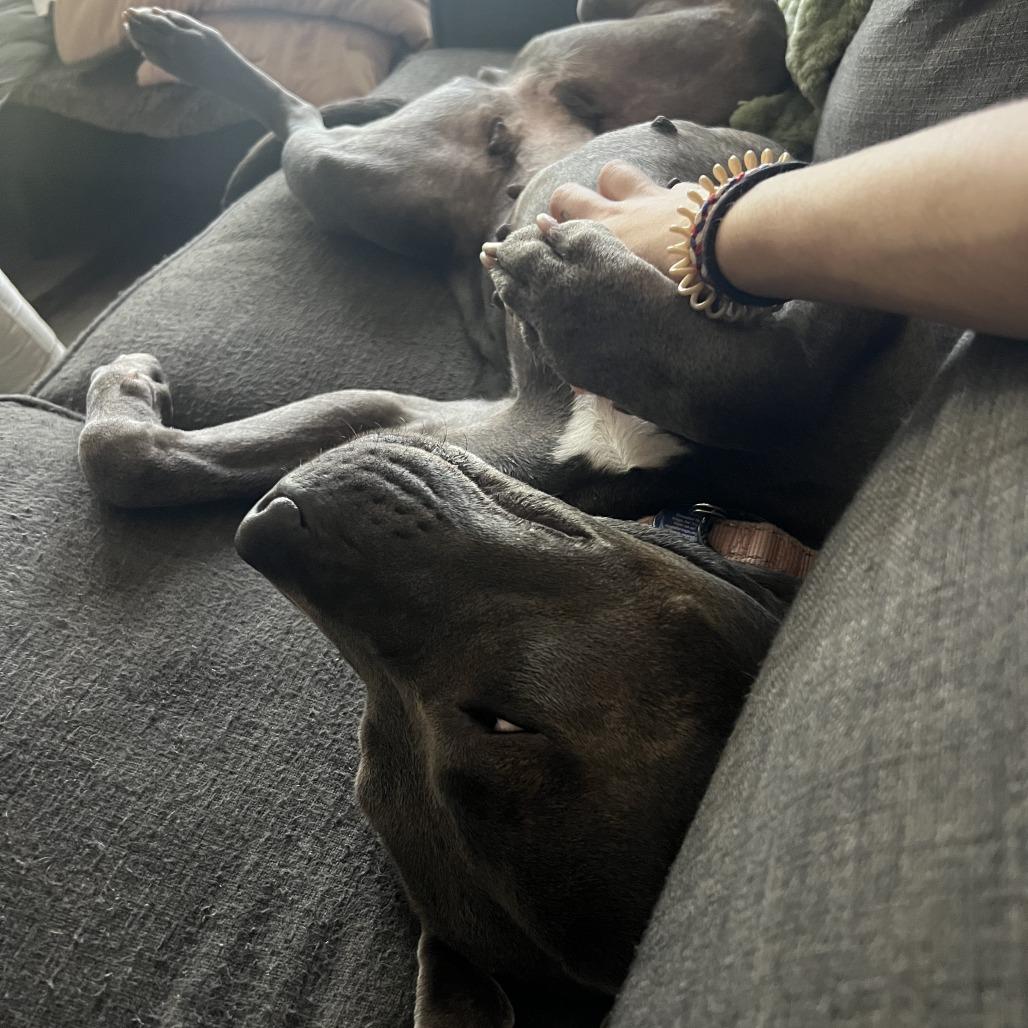 Gwennie, Adoptable, Adult Female Pit Bull Terrier & Mixed Breed.
