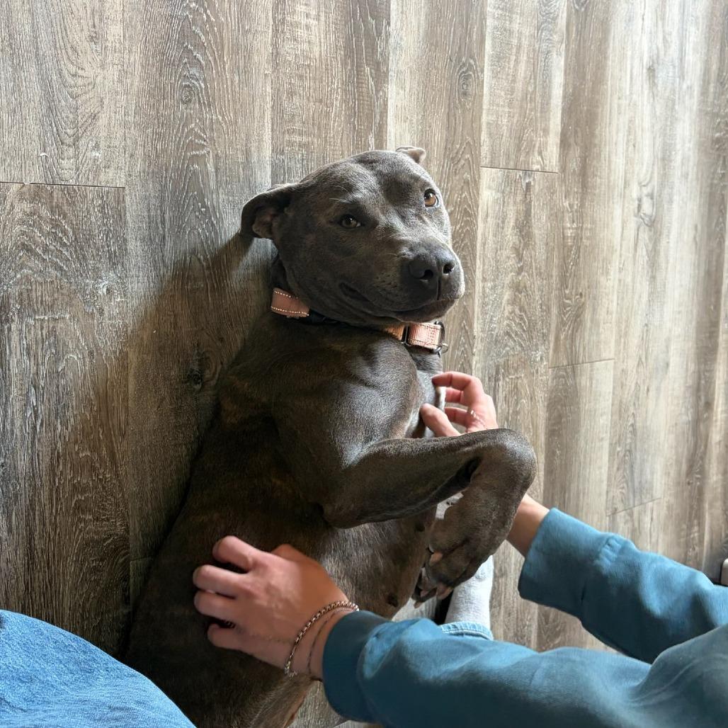 Gwennie, a Adoptable mixed breed in Fayetteville, AR image 3/6