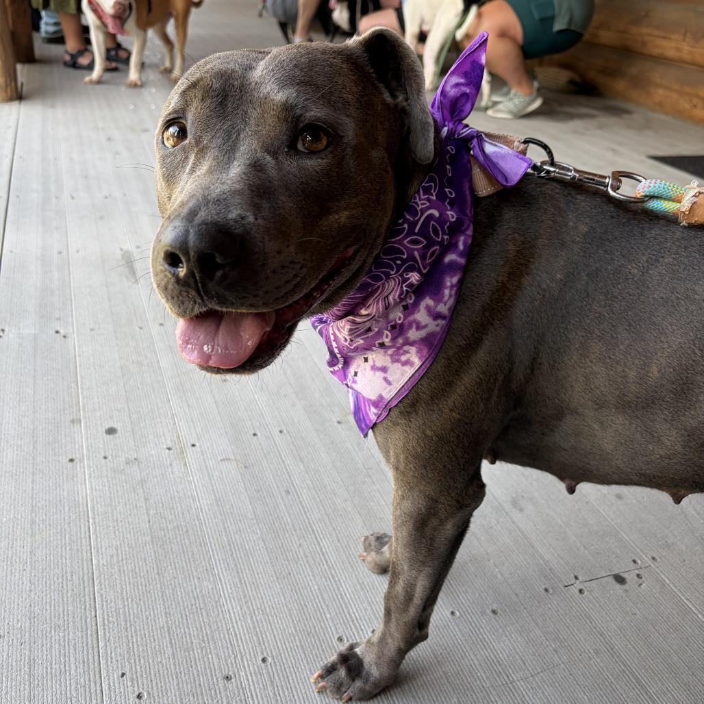 Enlarge Gwennie, a Adoptable mixed breed in Fayetteville, AR image 3/6