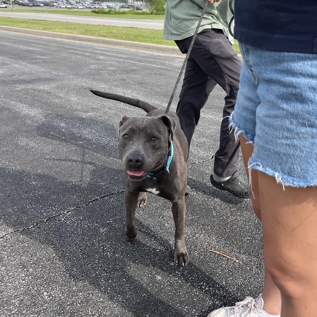Gwennie, a Adoptable mixed breed in Fayetteville, AR image 5/6