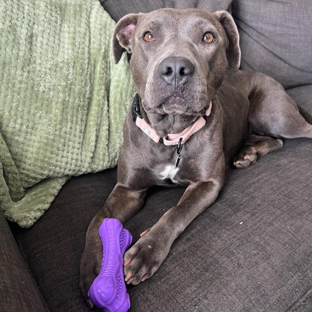 Gwennie, a Adoptable mixed breed in Fayetteville, AR image 6/6