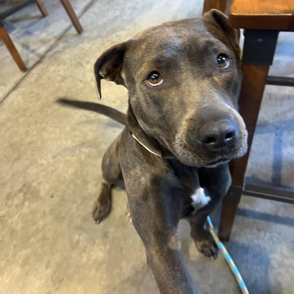 Enlarge Gwennie, a Adoptable mixed breed in Fayetteville, AR image 6/6