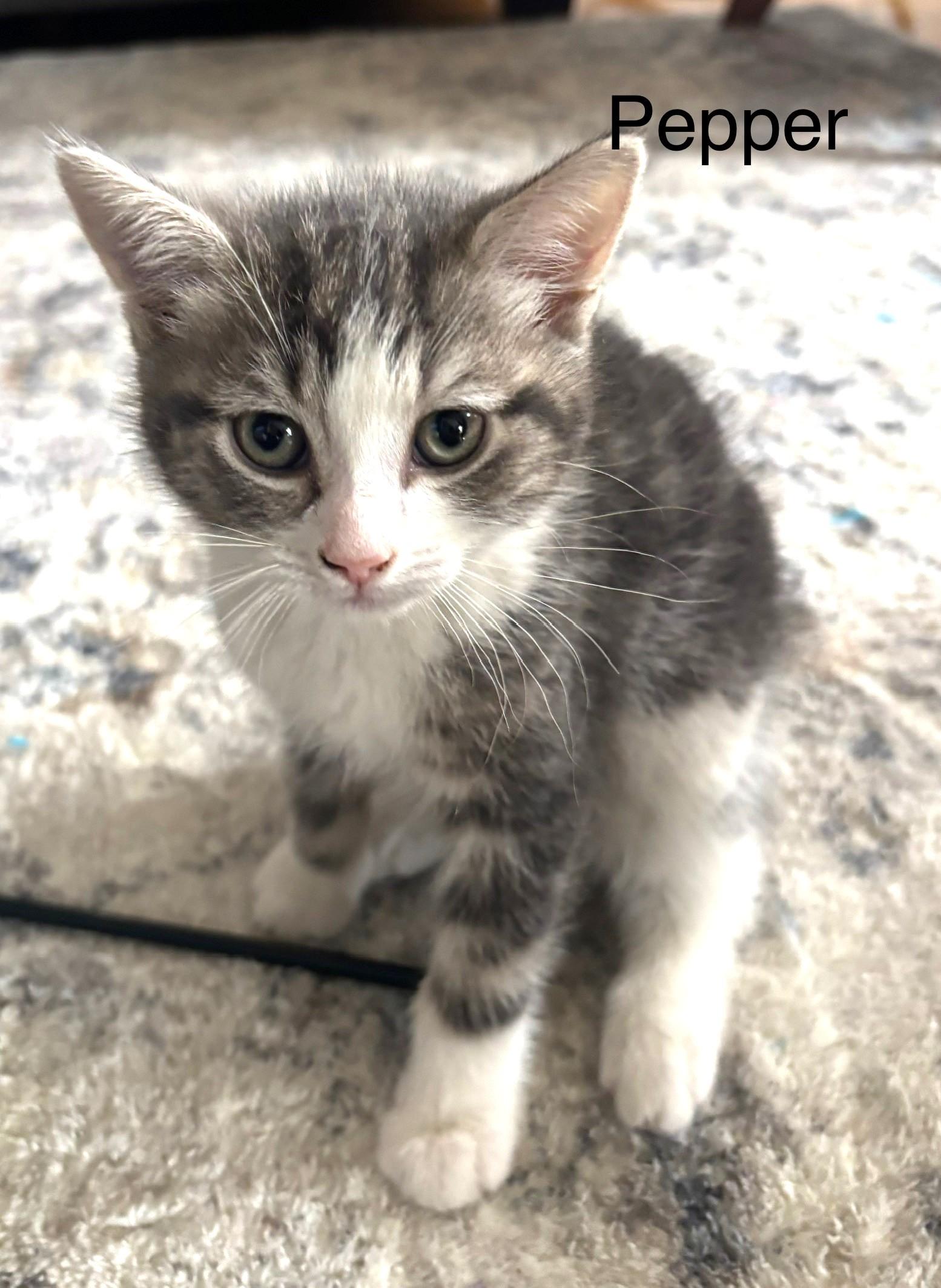 Enlarge Pepper, an adopted Tabby in Stoney Creek, ON image 1/1