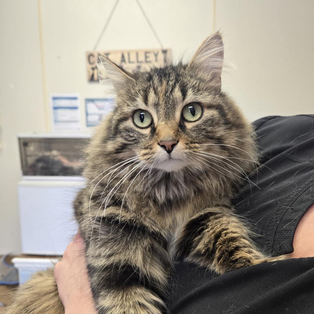 Callie 26-054, Adoptable, Adult Female Domestic Long Hair.