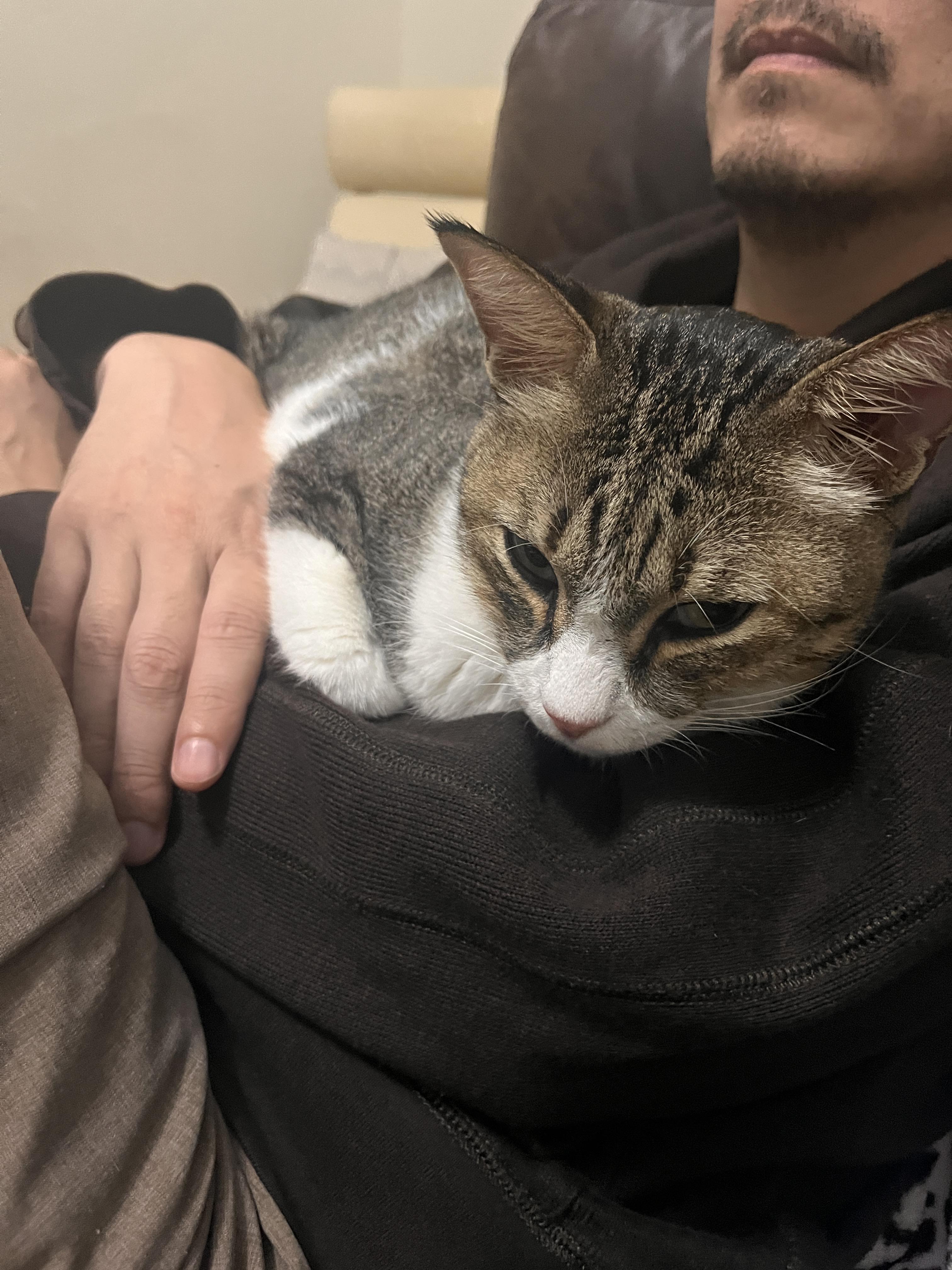 Enlarge Earl Grey, a Adoptable Domestic Short Hair in San Francisco, CA image 8/11