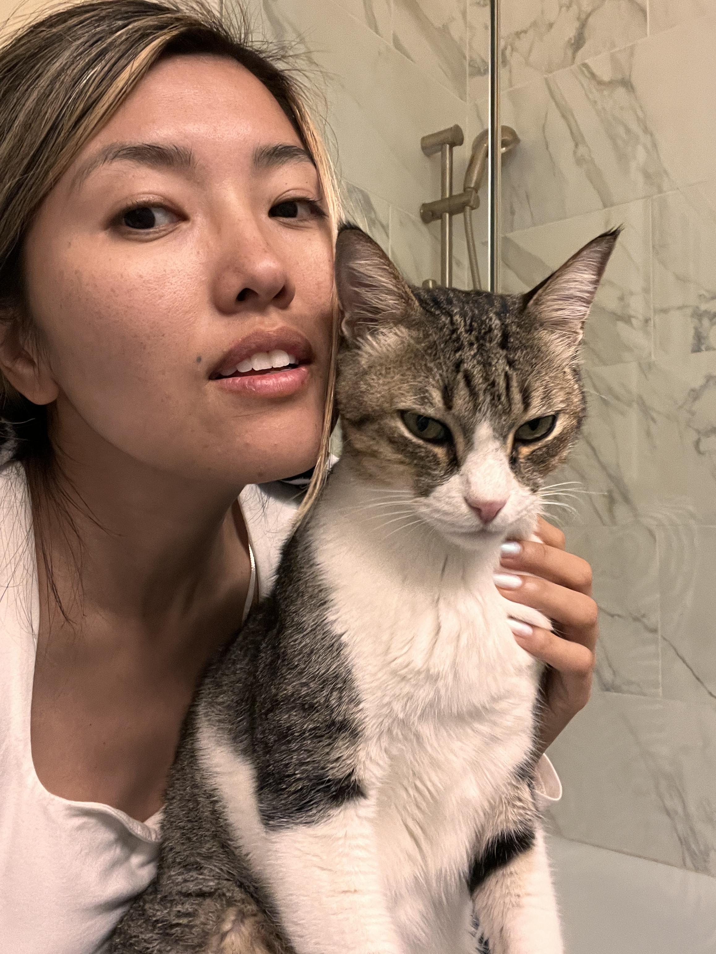 Earl Grey, a Adoptable Domestic Short Hair in San Francisco, CA image 2/11