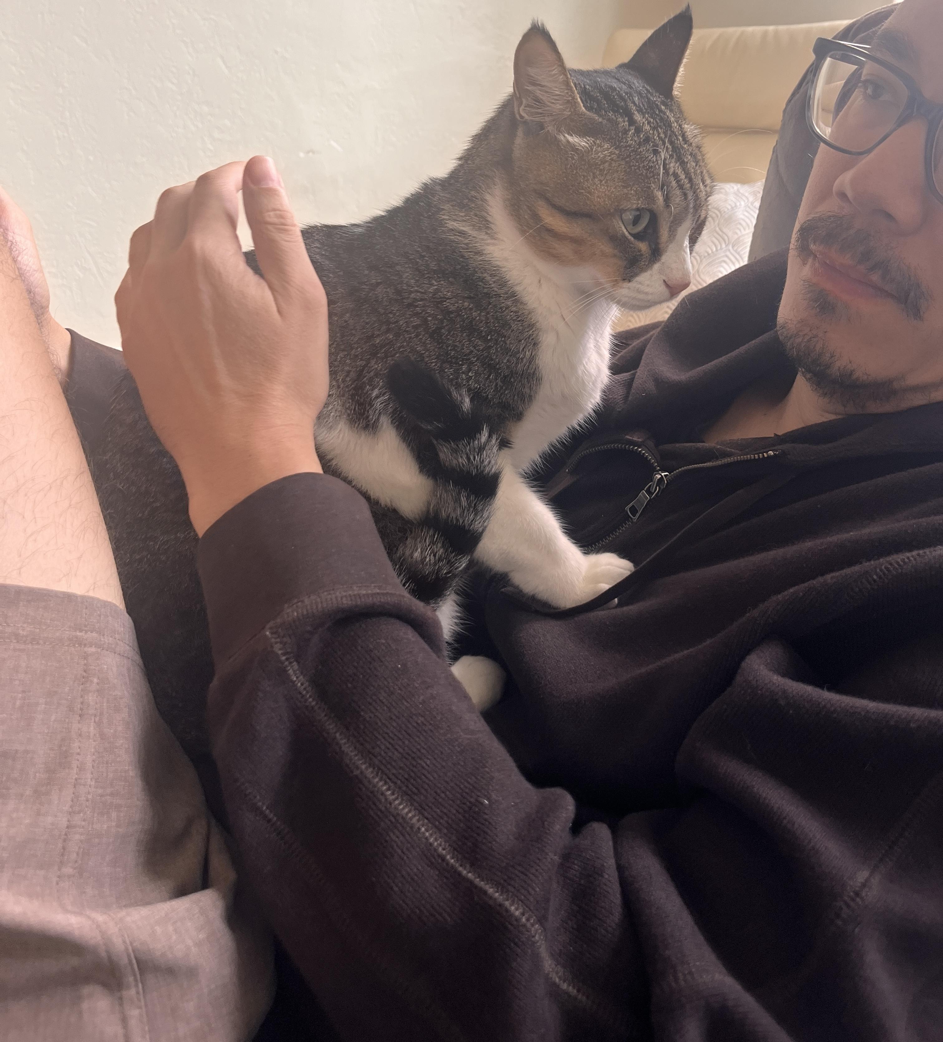 Earl Grey, a Adoptable Domestic Short Hair in San Francisco, CA image 3/11