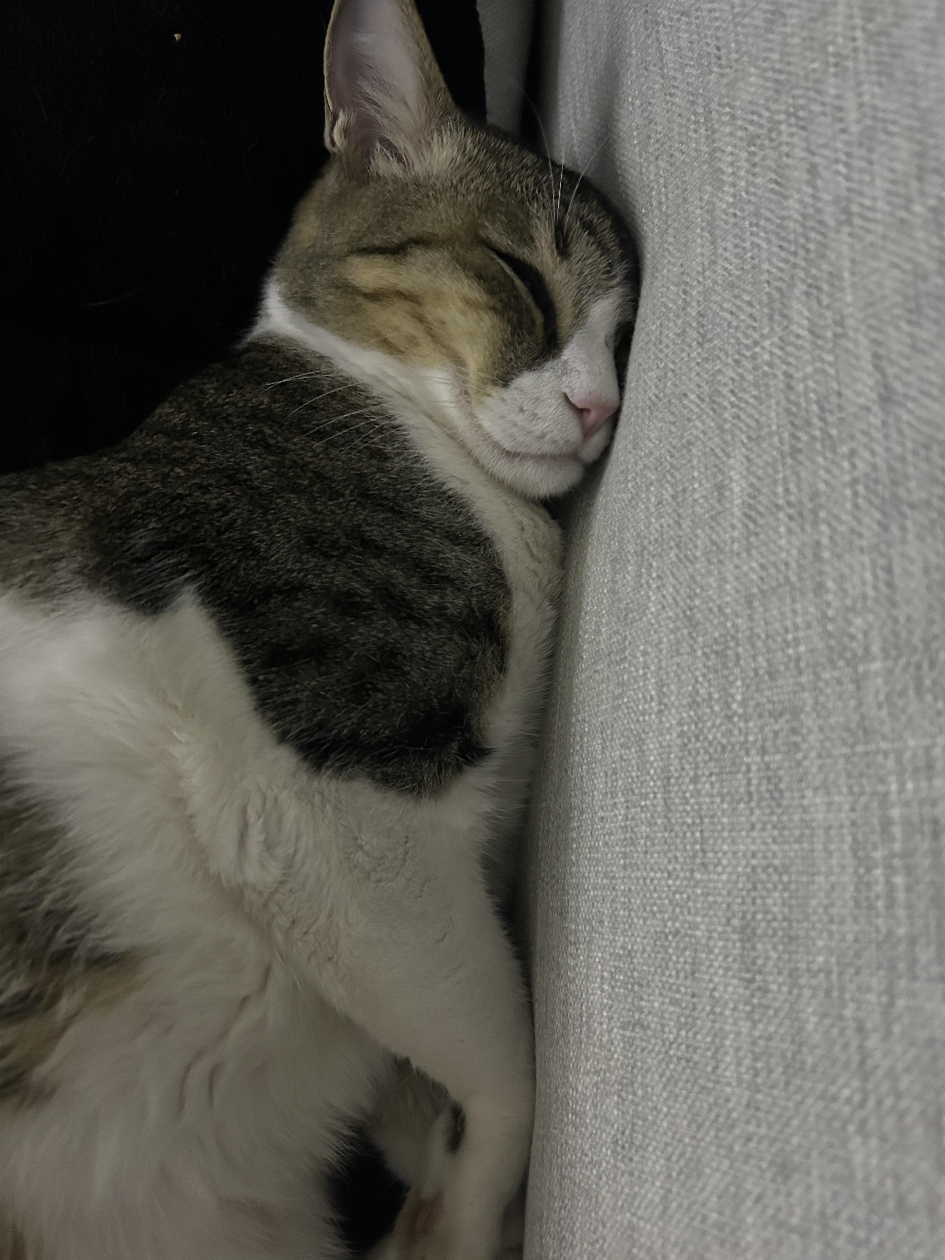 Earl Grey, a Adoptable Domestic Short Hair in San Francisco, CA image 4/11