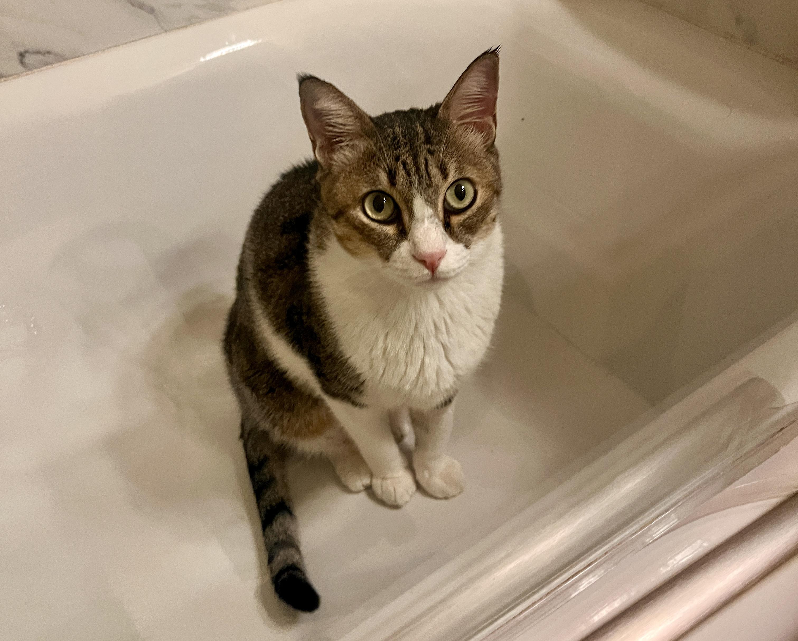 Earl Grey, a Adoptable Domestic Short Hair in San Francisco, CA image 5/11