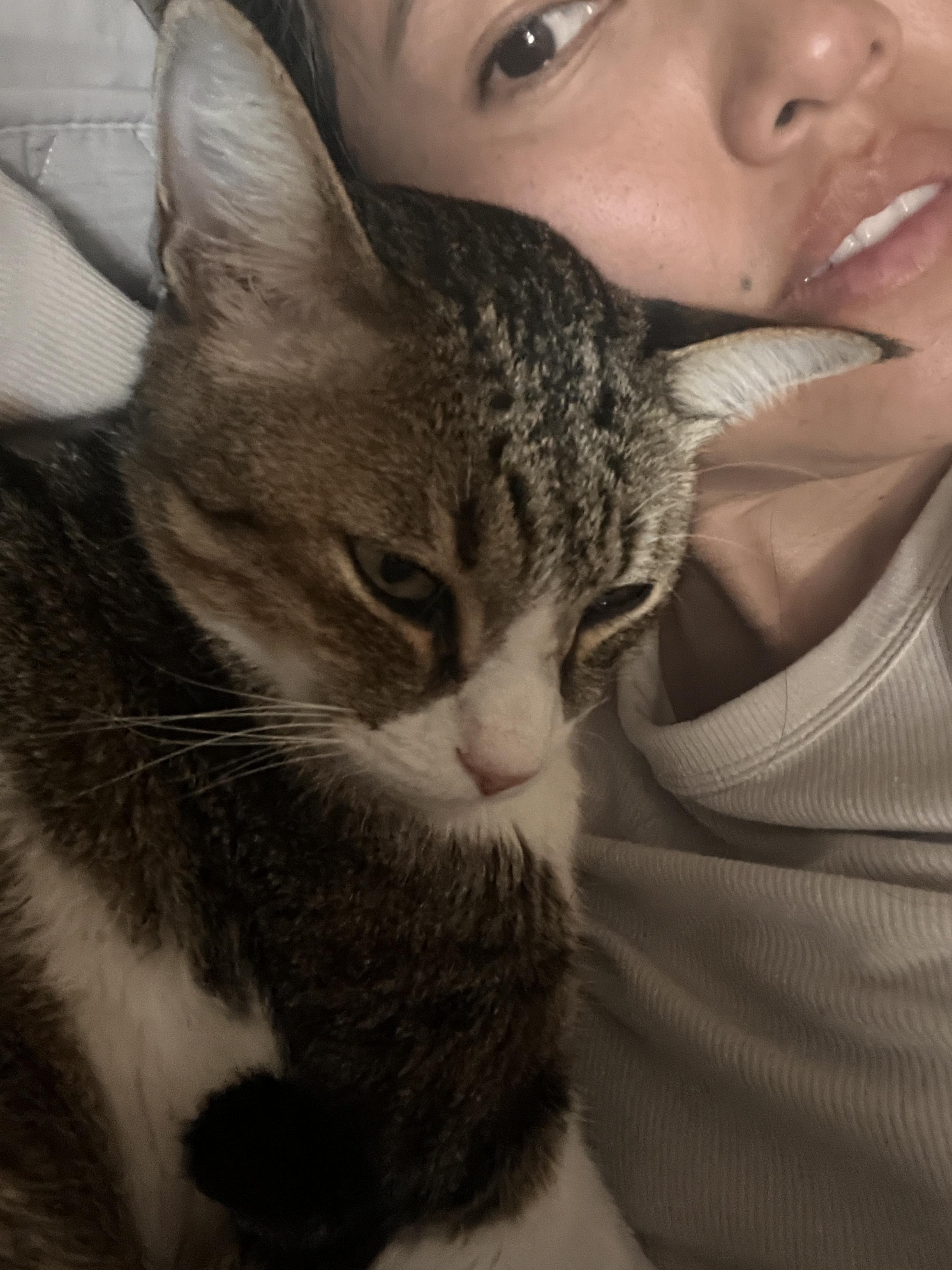 Earl Grey, a Adoptable Domestic Short Hair in San Francisco, CA image 6/11