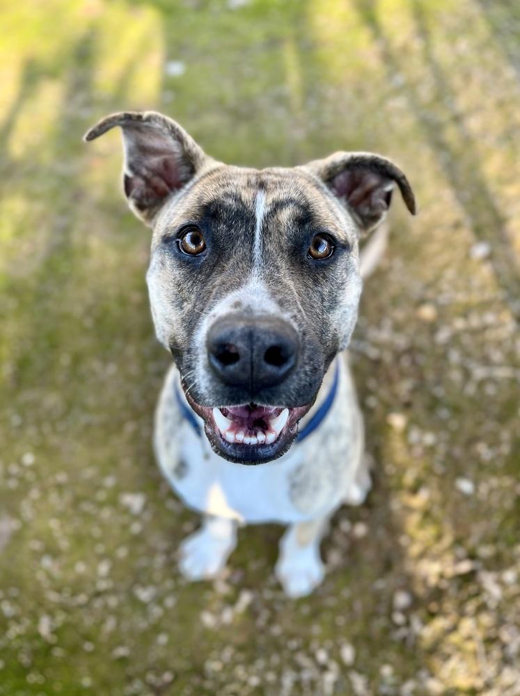 Enlarge Birch, a Adoptable mixed breed in Jamestown, CA image 1/5