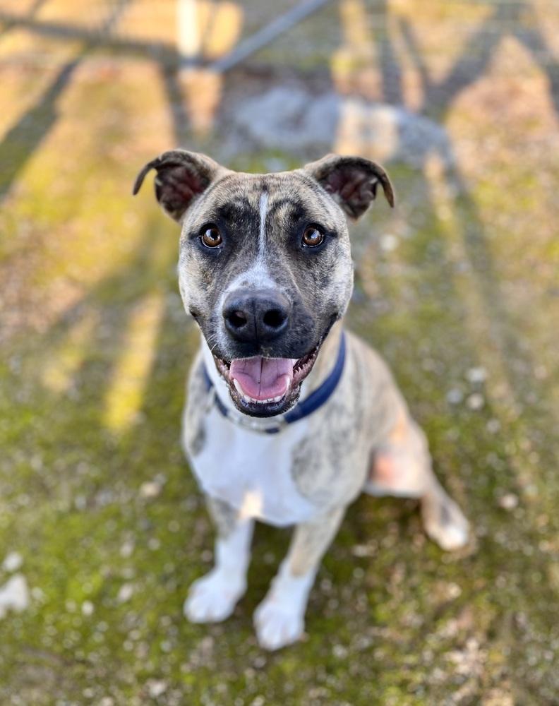 Birch, Adoptable, Young Male Pit Bull Terrier & American Staffordshire Terrier.