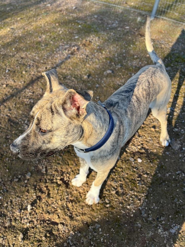 Enlarge Birch, a Adoptable mixed breed in Jamestown, CA image 3/5