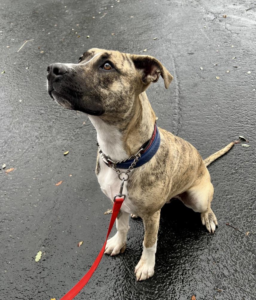 Enlarge Birch, a Adoptable mixed breed in Jamestown, CA image 5/5