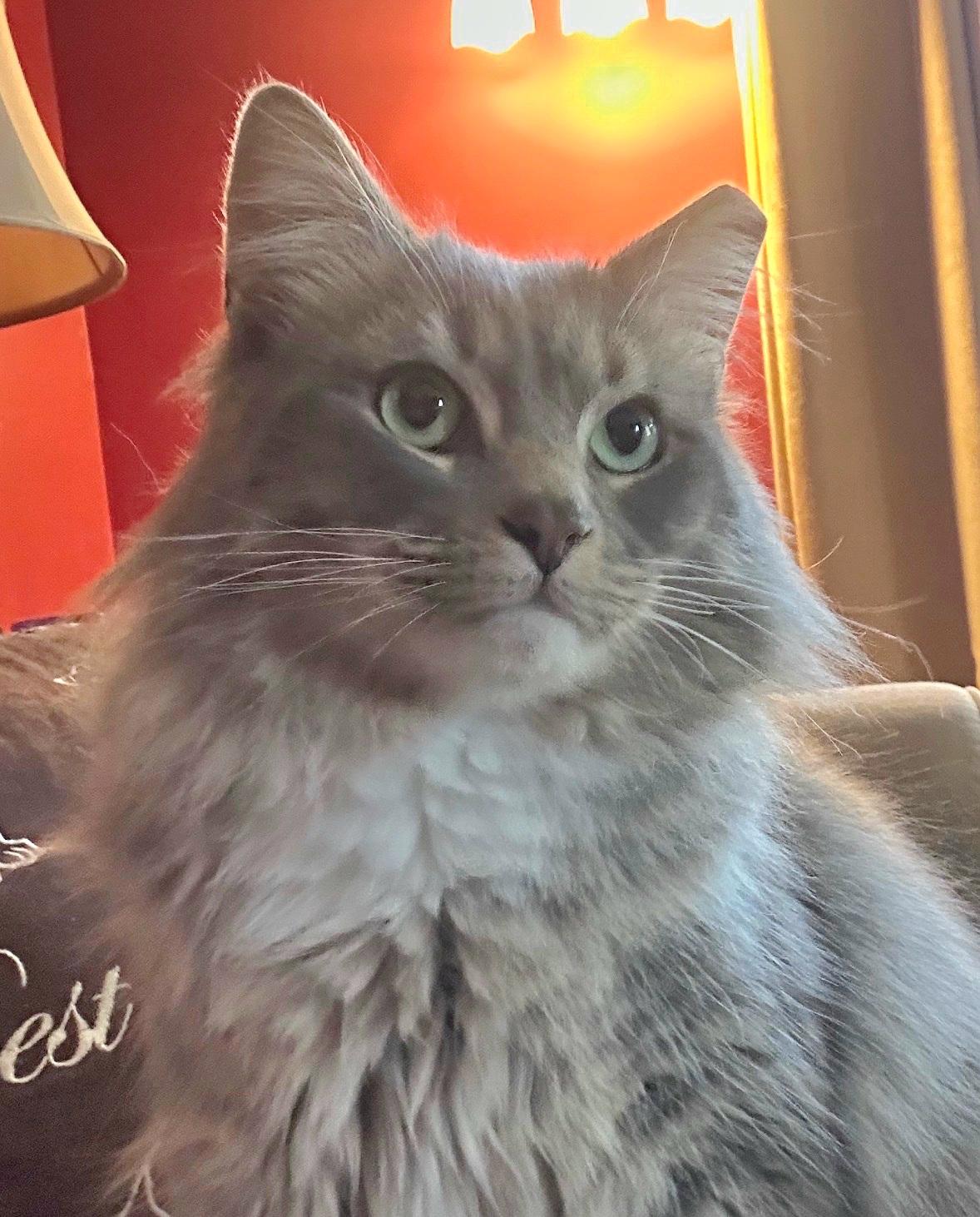 Enlarge Bojangles , a ADOPTABLE Domestic Long Hair in White Marsh, MD image 2/5