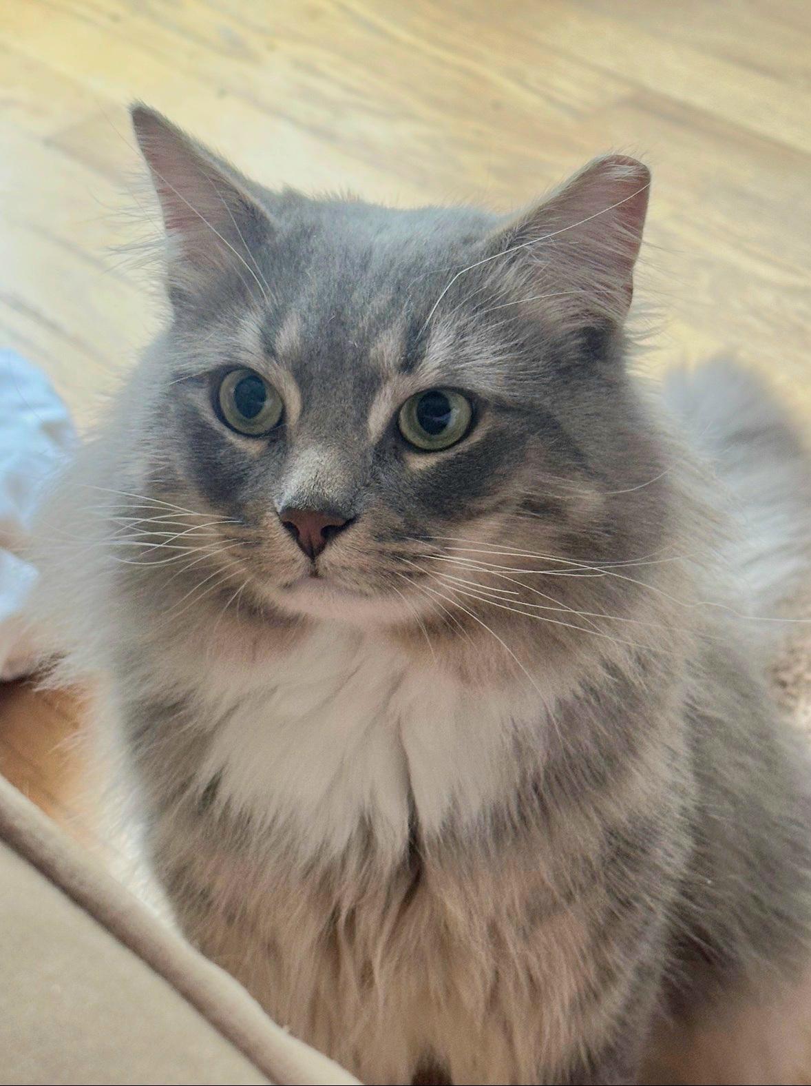 Enlarge Bojangles , a ADOPTABLE Domestic Long Hair in White Marsh, MD image 3/5