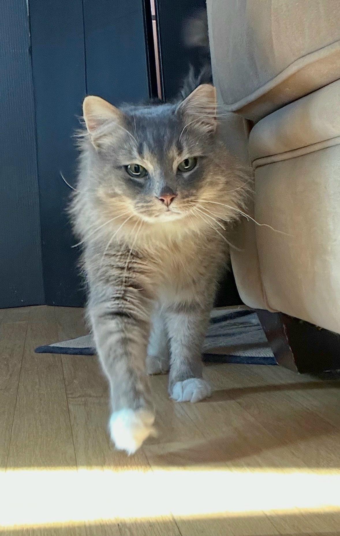 Bojangles , ADOPTABLE, Adult Male Domestic Long Hair.