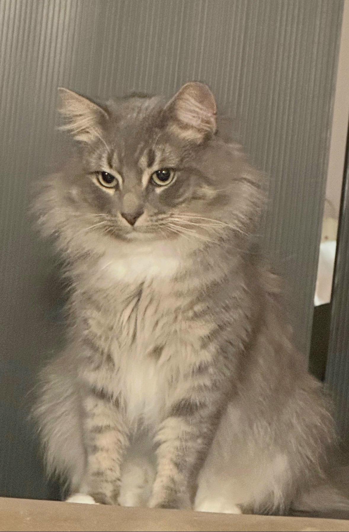 Enlarge Bojangles , a ADOPTABLE Domestic Long Hair in White Marsh, MD image 4/5