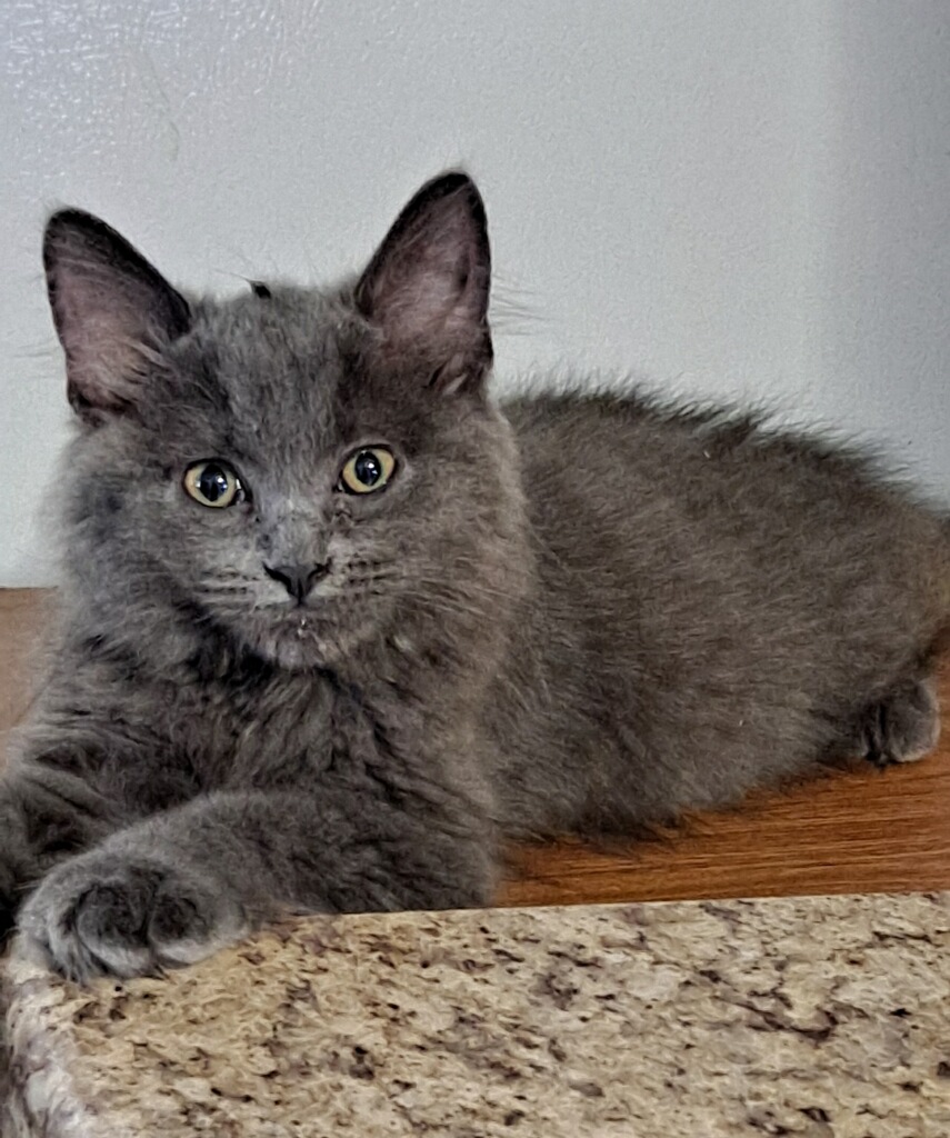 Sissy, Adopted, Kitten Female Domestic Long Hair.