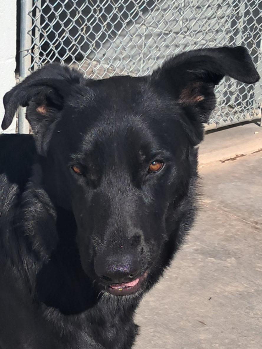 Buddy, an adoptable German Shepherd Dog in Parker, AZ, 85344 | Photo Image 2