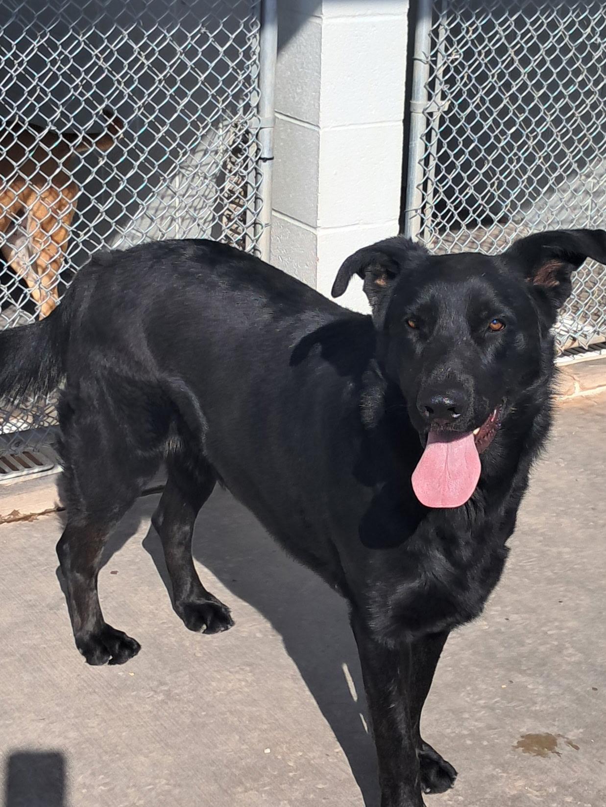 Buddy, an adoptable German Shepherd Dog in Parker, AZ, 85344 | Photo Image 1