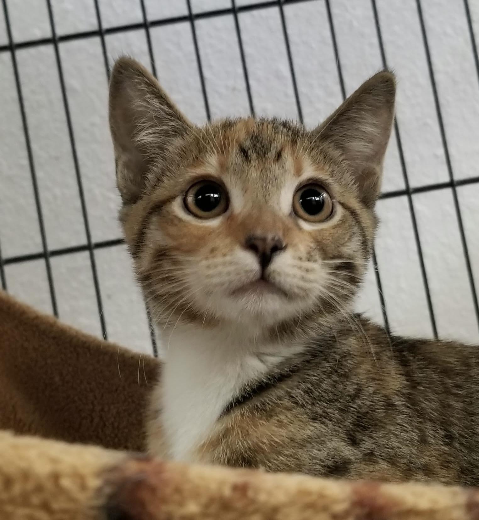 0928-2017, Adoptable, Kitten Female Domestic Short Hair & Torbie.